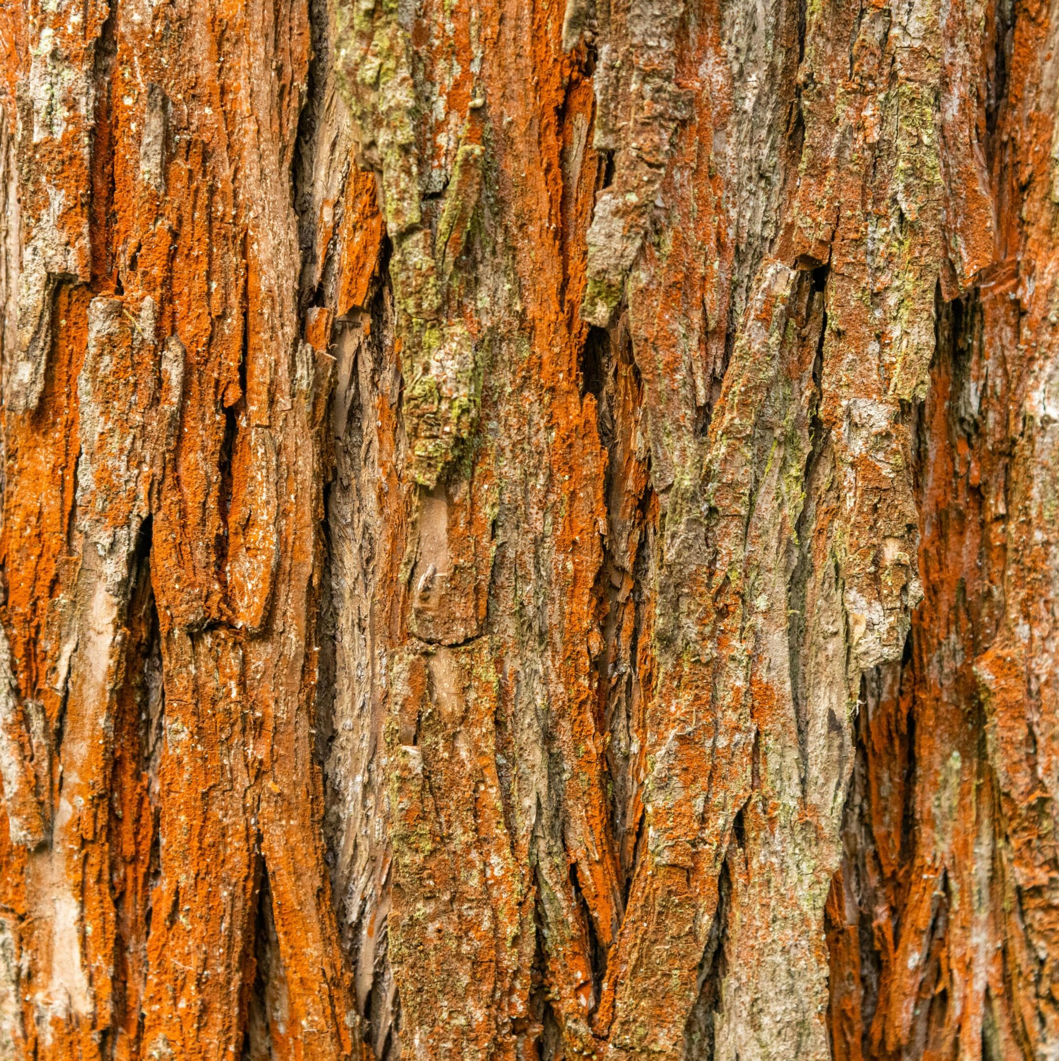 Detailed close-up of rugged tree bark texture displaying natural patterns.